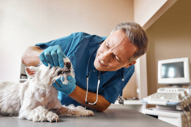 Best Emergency Wisdom Teeth Removal in Willards, MD